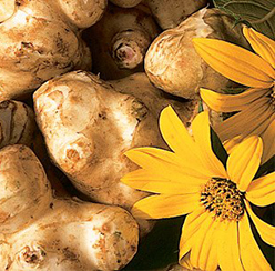 Топинамбур — замена картофелю