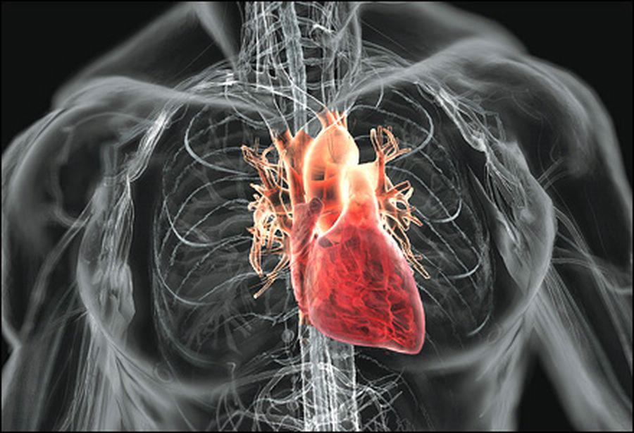 Amazing-Facts-About-The-Human-Heart