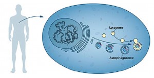 Механизм аутофагии