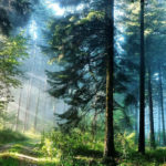 Девять интересных фактов о лесе
