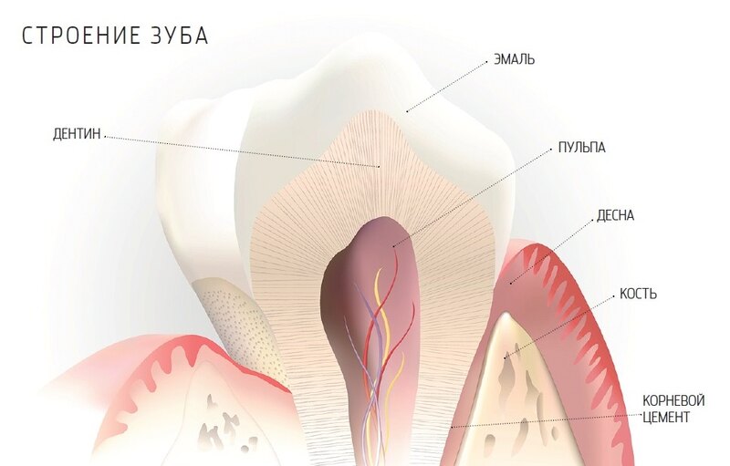 Строение зуба
